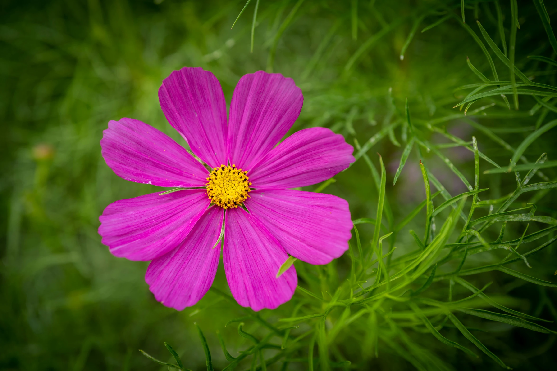 the pink flowers are blooming in a field