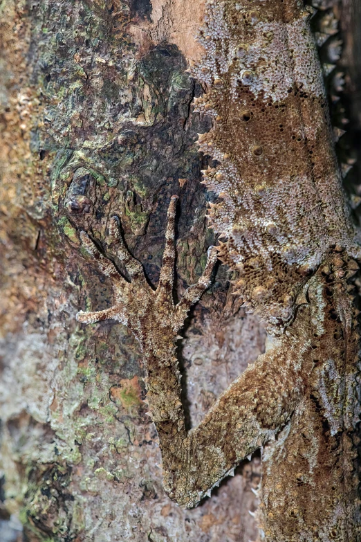 closeup of an unusual looking tree with brown moss