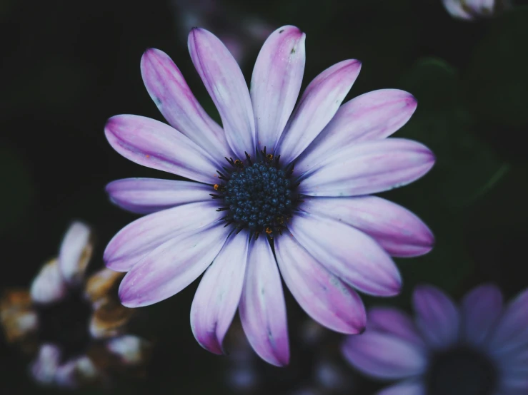 a purple flower with a blue center sitting in front of a couple of other flowers