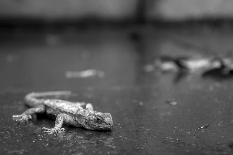 a small lizard is on the floor near a large lizard