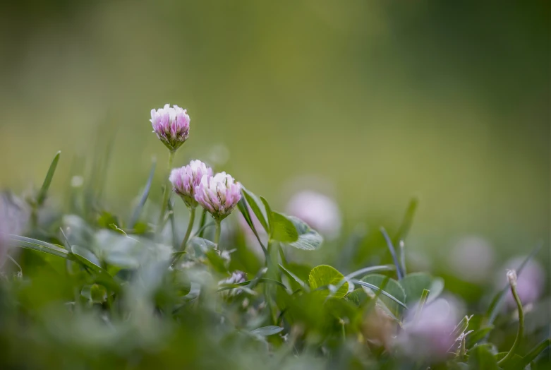 two flowers with small pink flowers on top of some green leaves