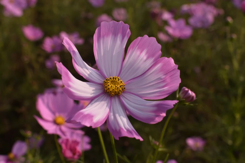 flowers that have blooming in the middle of a field