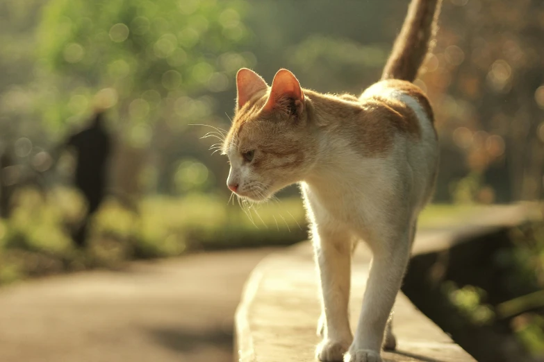 the orange and white cat is looking down at soing