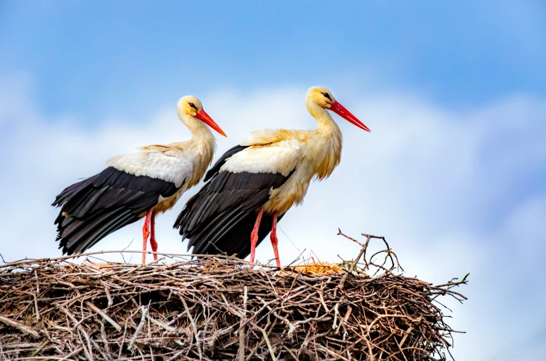 two storks perched on top of a bird nest