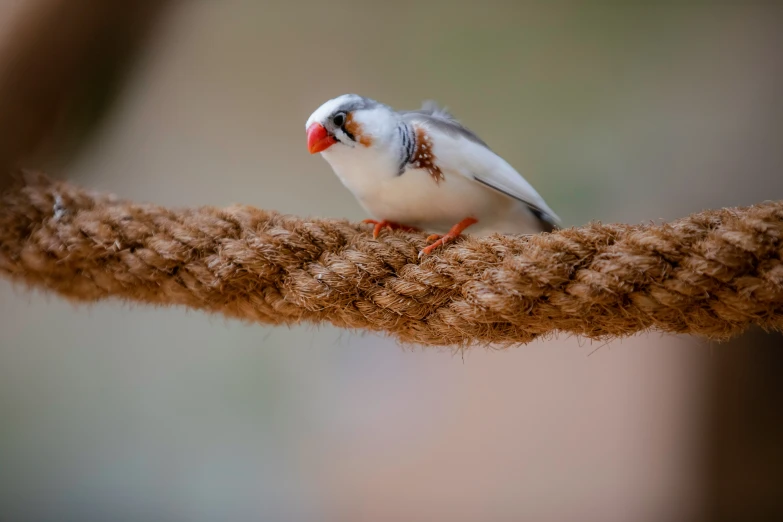 a small bird is perched on a rope