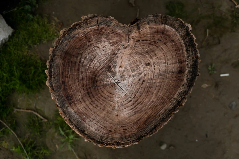 heart shaped cut piece of tree from above