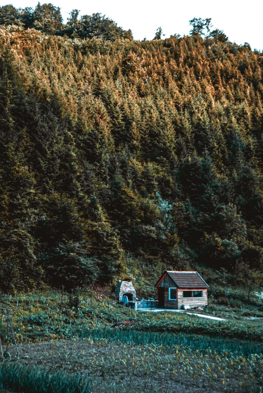 a house in the woods with trees by it