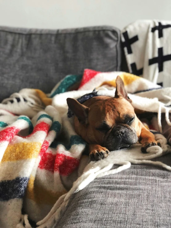 a dog laying on a couch under a blanket