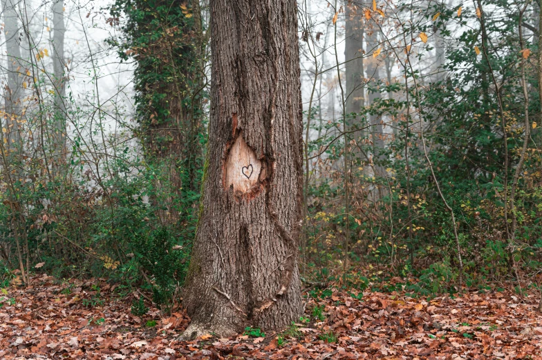 a tree with a carved face in the woods