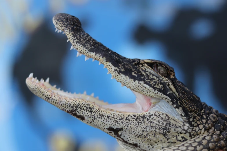 the open mouth of an alligator against a blue background