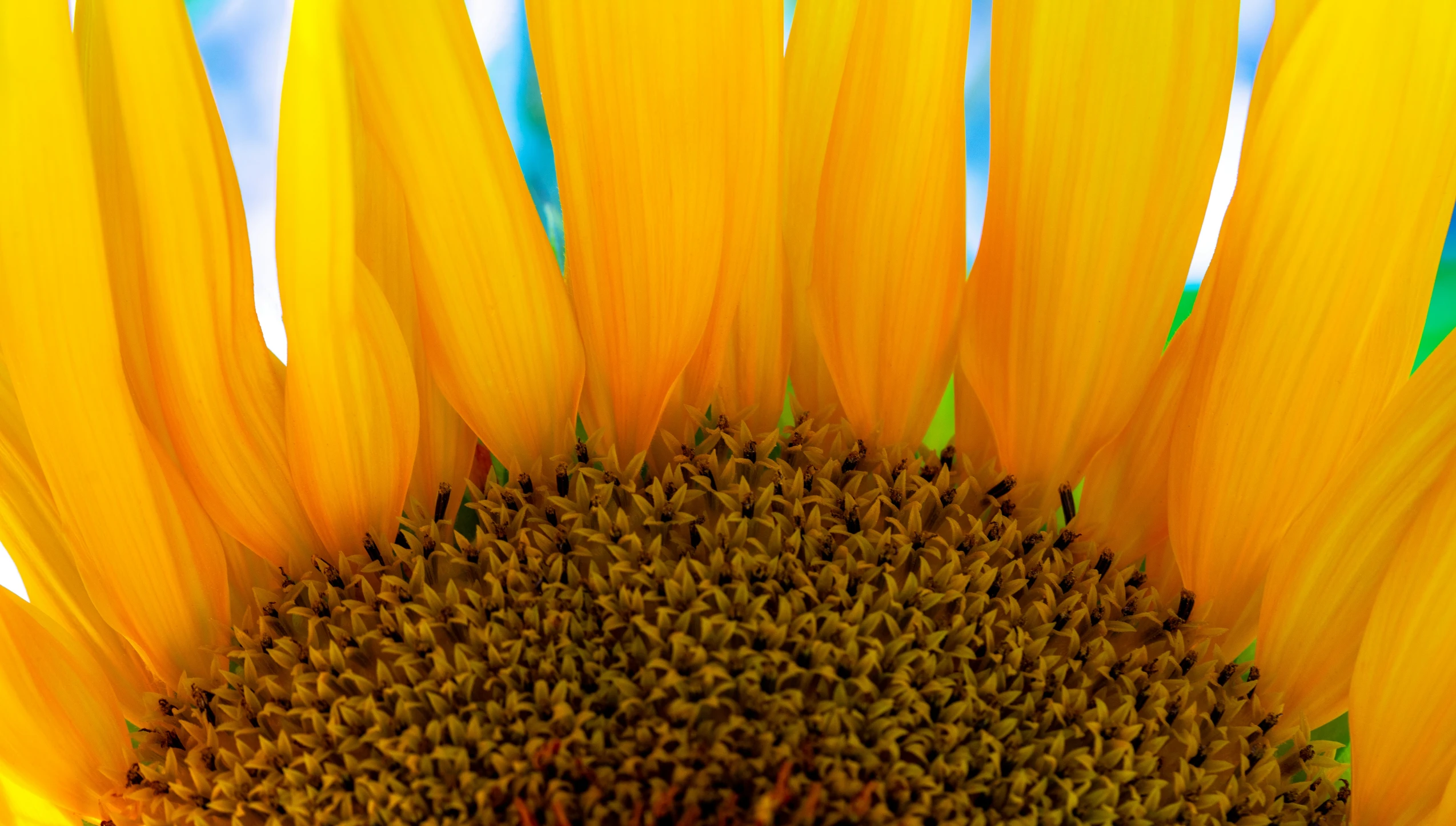 a large sunflower with its petals open against the sky