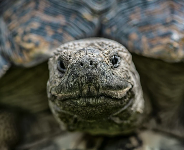 closeup view of an old, dirty tortoise