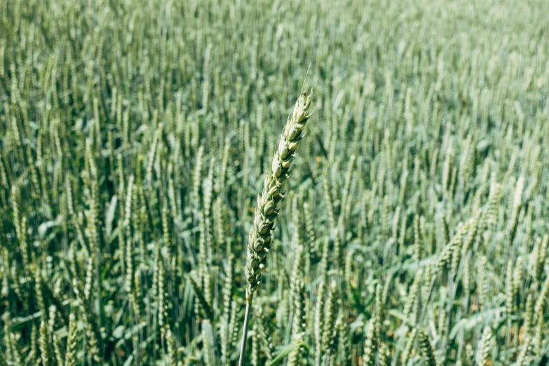 an open field of grass with no leaves