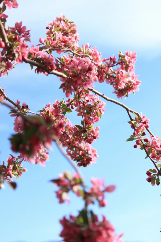 a bunch of small pink flowers on a tree nch