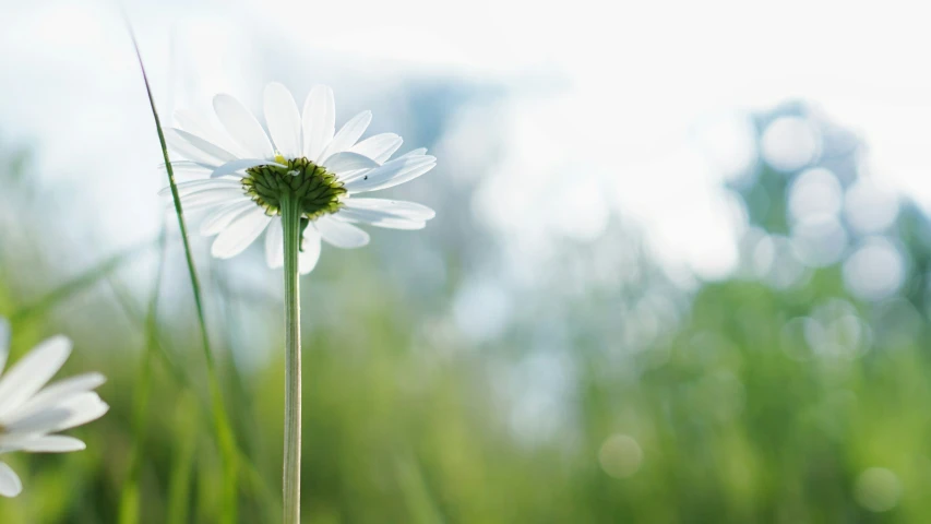 a lone daisy is sitting in a field
