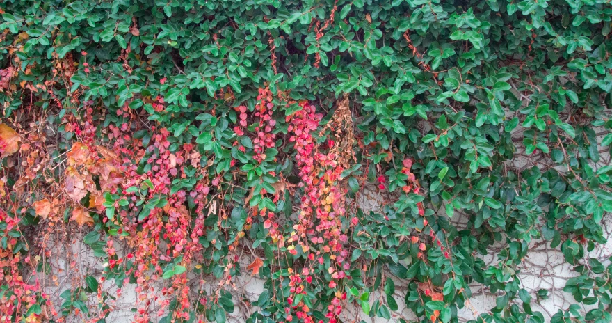 a plant that is covering the wall with leaves and flowers