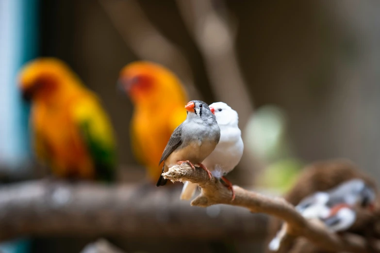 a small group of colorful birds perched on a tree nch