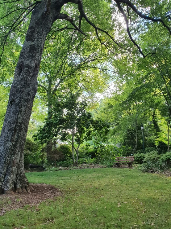 there is a tree with green leaves in the yard