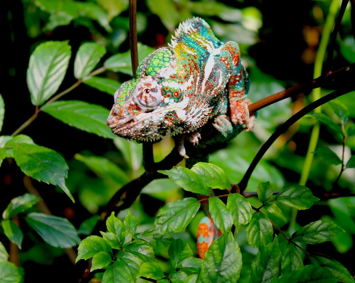 a brightly colored lizard is resting on a tree limb