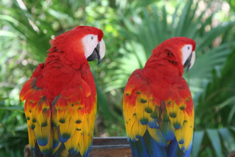 two red, yellow and blue birds standing next to each other