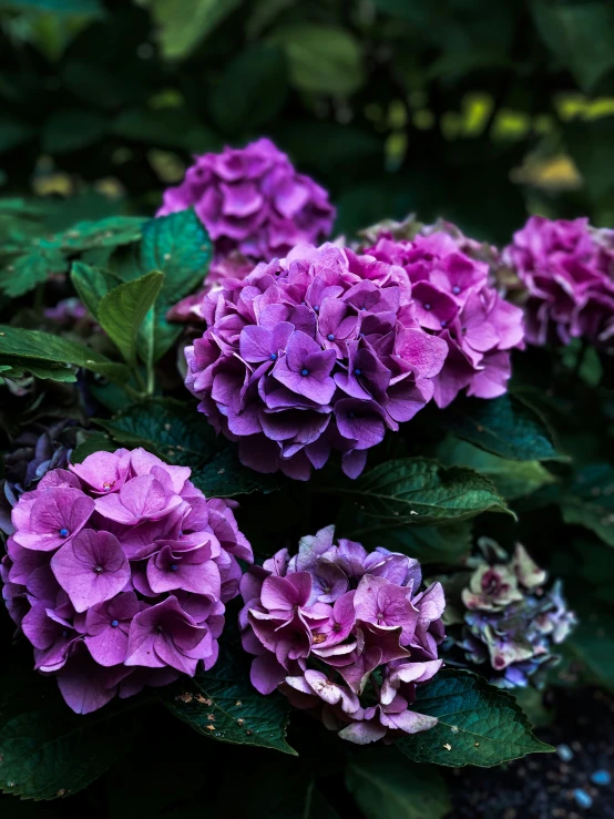 some purple flowers are growing next to leaves