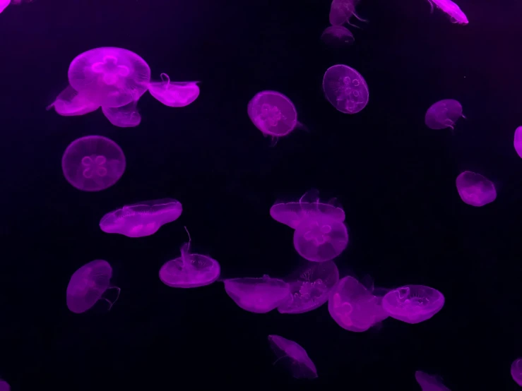 a very purple lit up background with various jelly fish