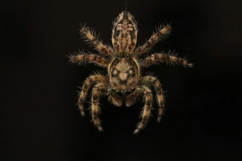 a close - up po of a spider looking at the camera