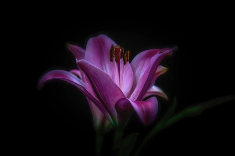 the pink flower is sitting on top of the dark background