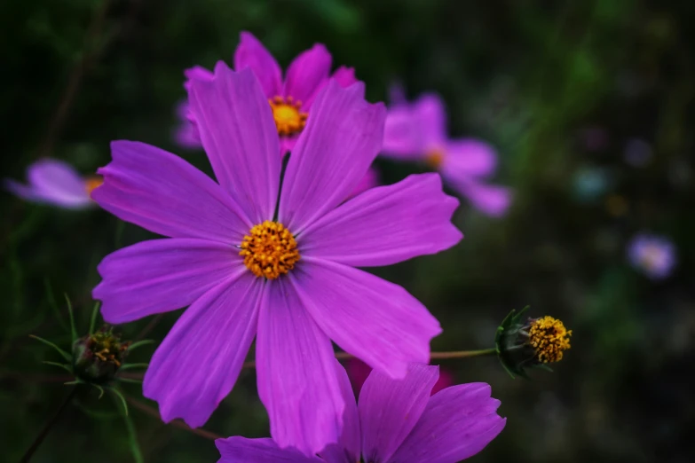 a close up view of several purple flowers