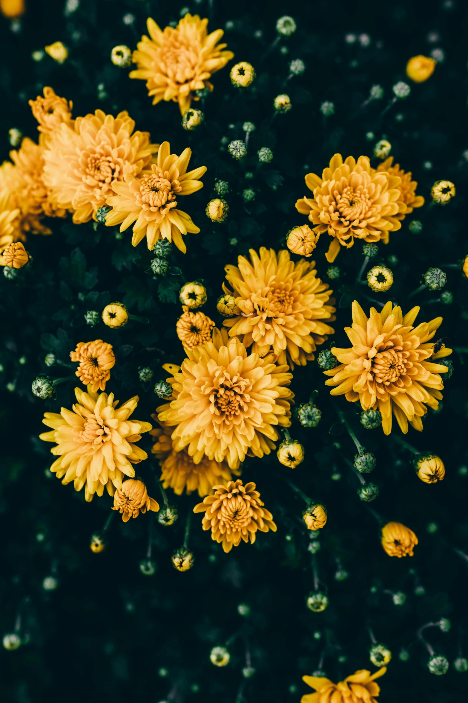 a bunch of yellow flowers that are outside