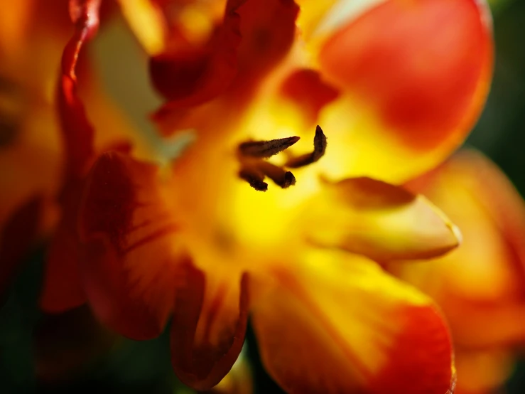 a close up of a very bright flower