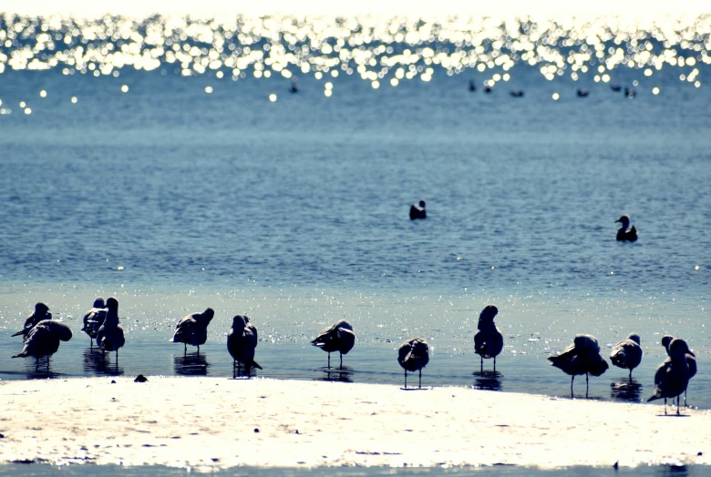 sea gulls are perched on the sandy shore