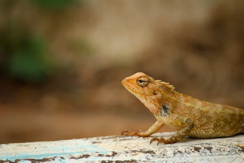 a close up of a lizard on top of a wall