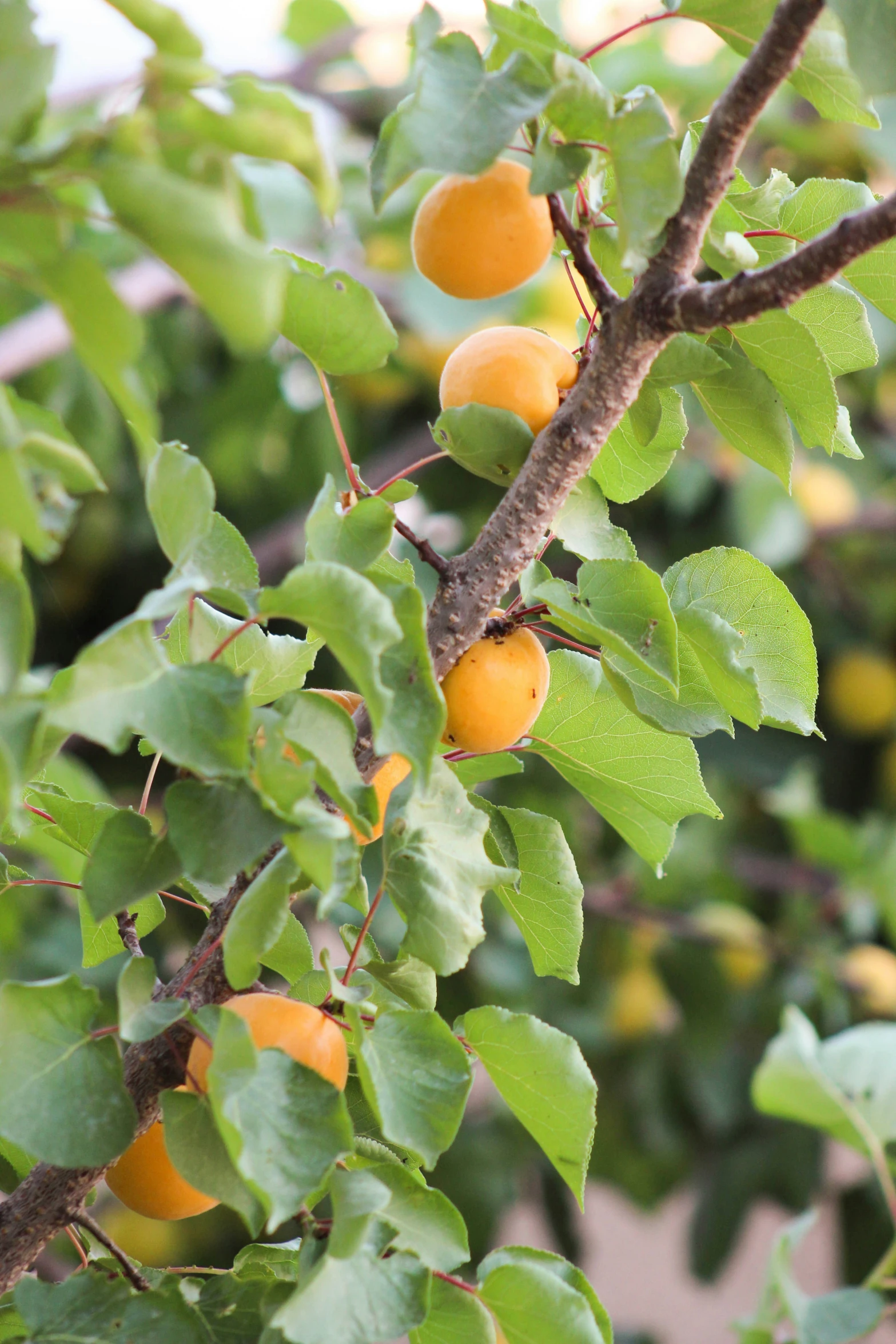 tree with leaves and fruit ripe on them