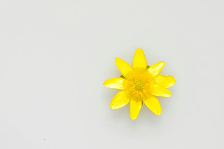 a yellow flower is in a clear room