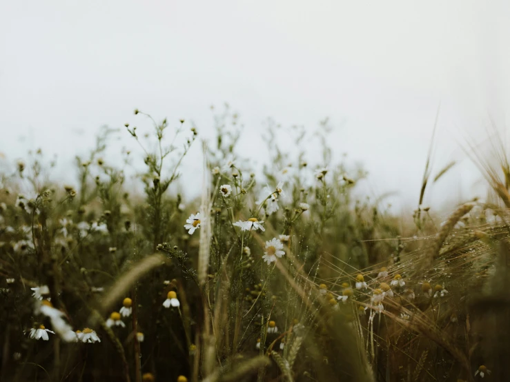 the wild flowers are growing in the high grass