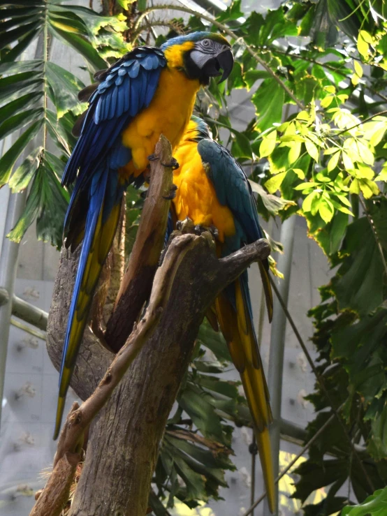 two colorful birds sit on a nch by itself