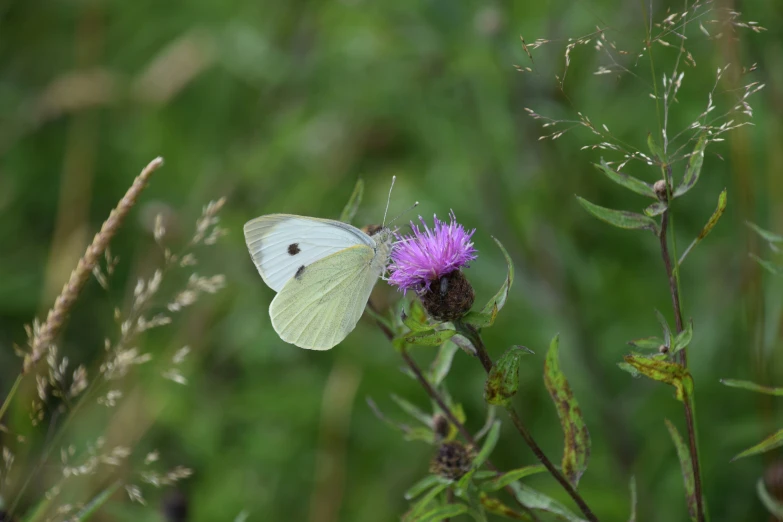 a close up of a erfly on a plant