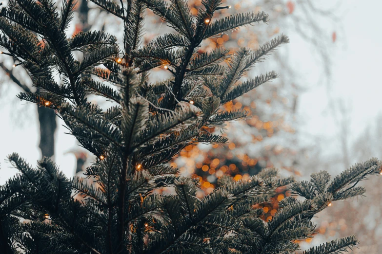 this is a po of some pine trees in the snow