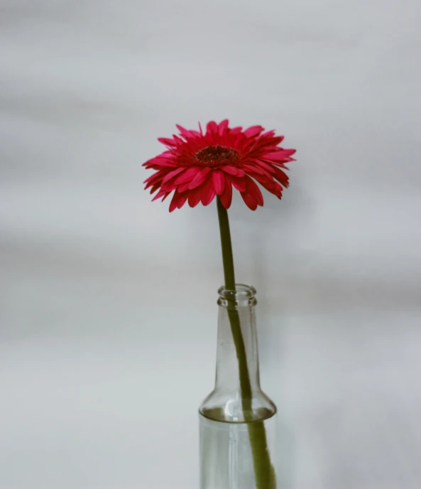 a single flower that is in a vase