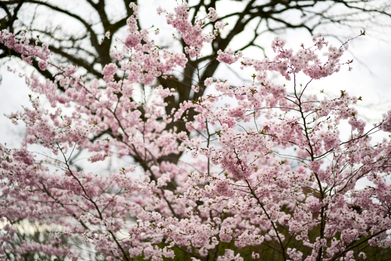 pink trees with flowers are blooming all around