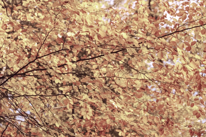 a tree nch with yellow and red leaves