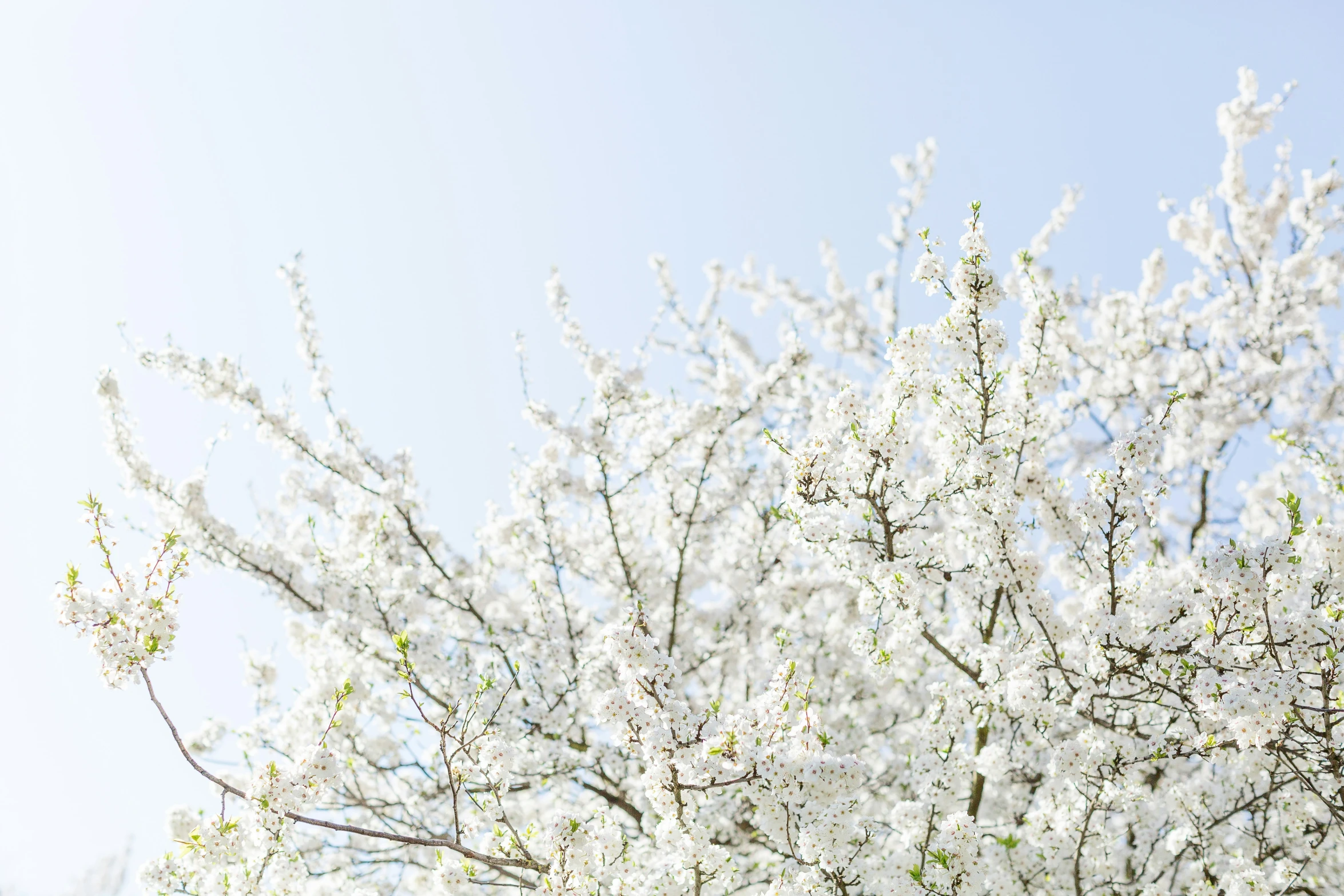 the white blossoms are blooming and trees are blooming