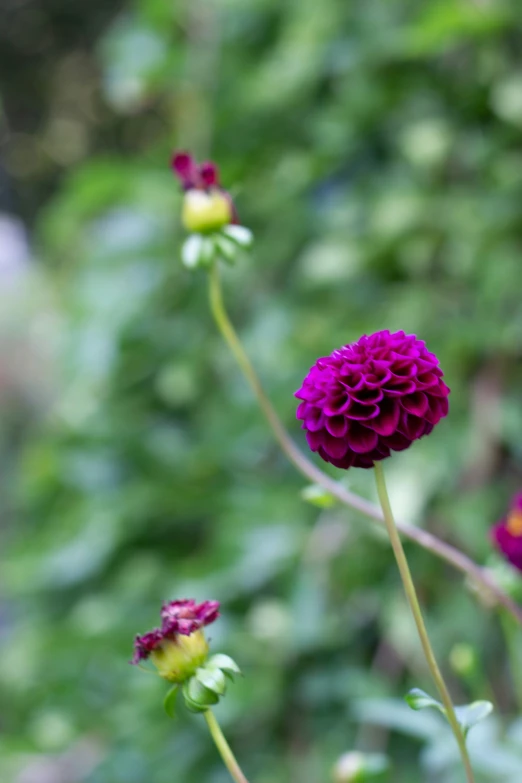 two flowers in a field with many different types of purple flowers