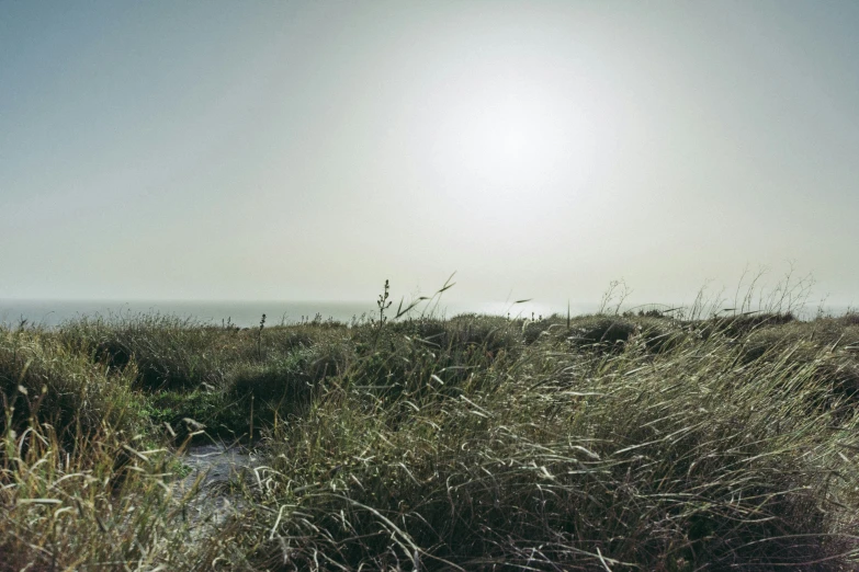 a grassy field near the ocean and a bright blue sky