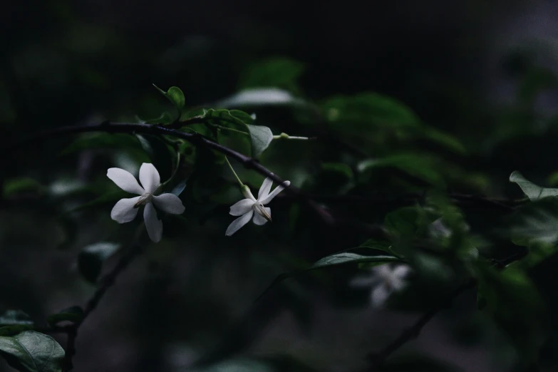 white flowers that are blooming on a tree