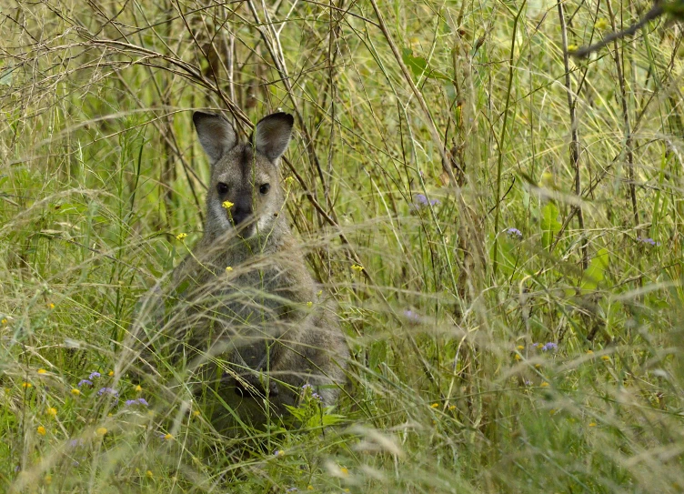 a small kangaroo sitting down in some tall grass