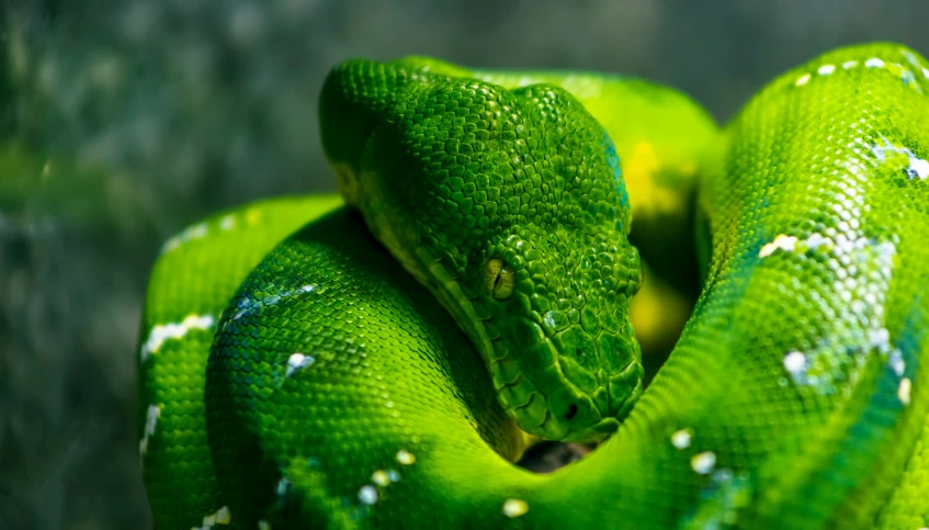 a green tree snake curled up in its cage