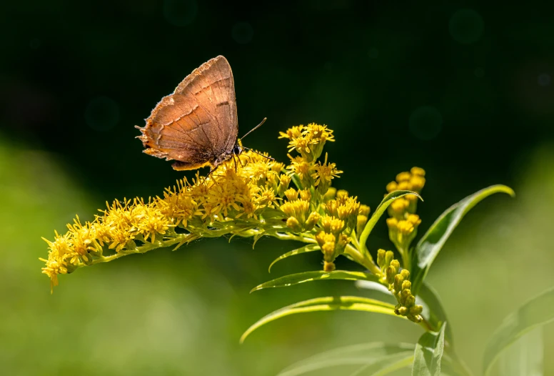 a brown erfly on a yellow flower in a field