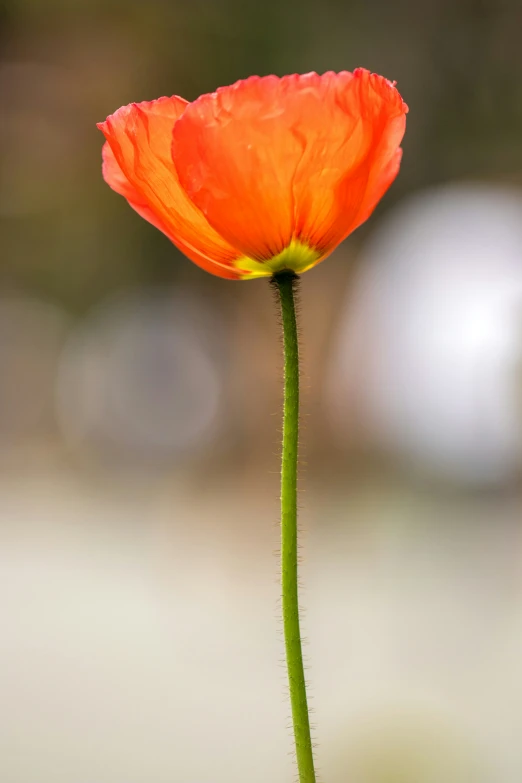 a red flower in some kind of water